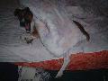 Boby
