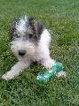 Walter