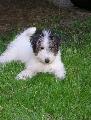 Walter