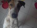 Elvis