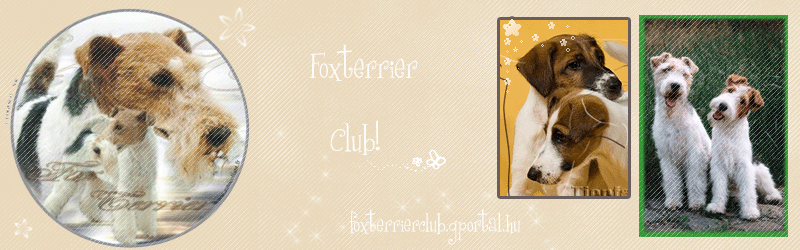 foxterrierclub